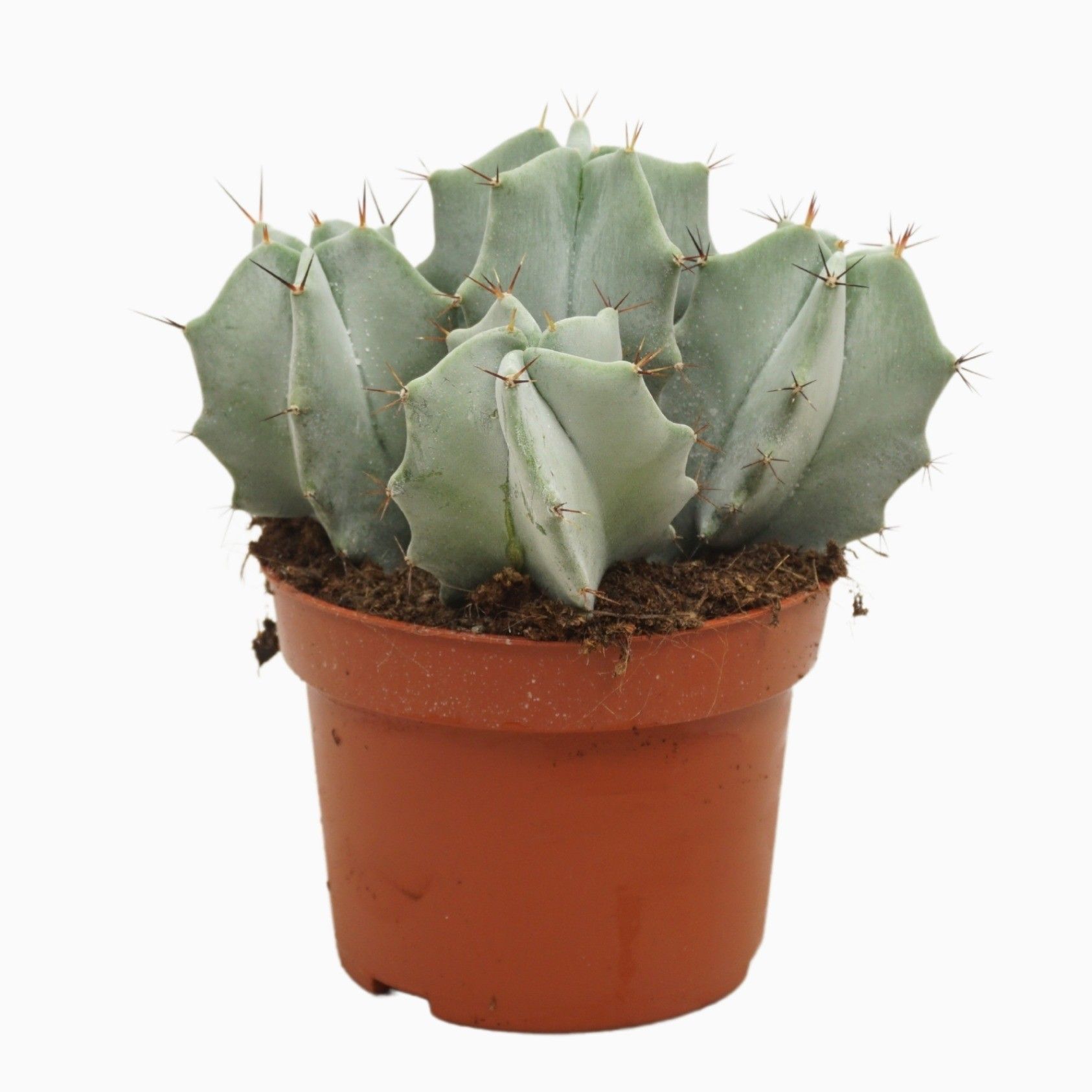 Ritterocereus pruinosus 10,5 cm, D 10,5 cm Ritterocereus pruinosus 10,5 cm, D 10,5 cm