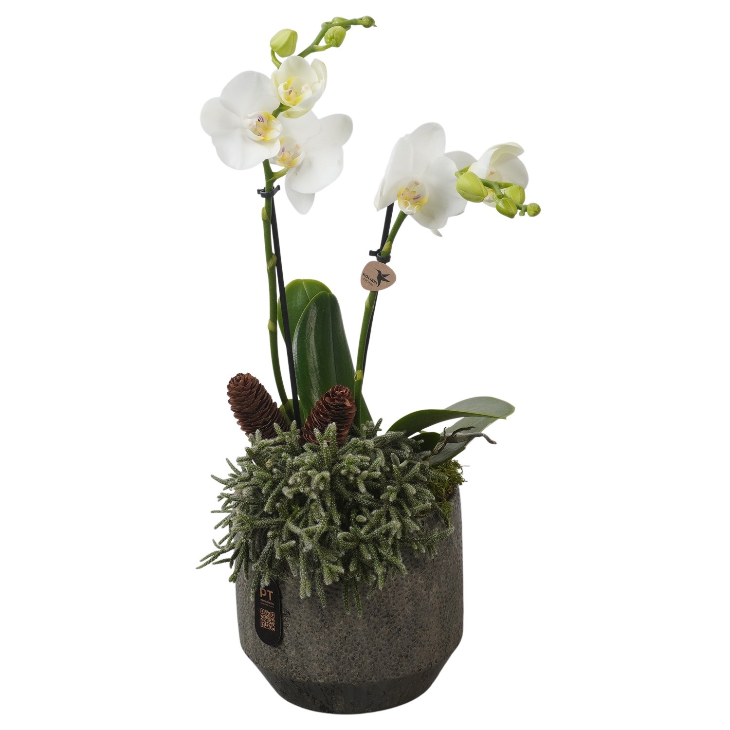 PTPAE1716 Arrangement Phalaenopsis Autumn Exclusive in keramiek pot, D 16 cm