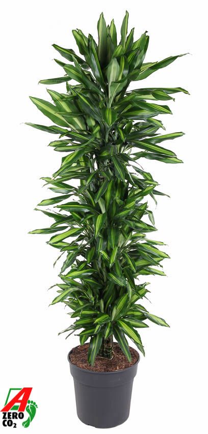 Dracaena Cintho vertakt P34, D 34 cm Dracaena Cintho vertakt P34, D 34 cm