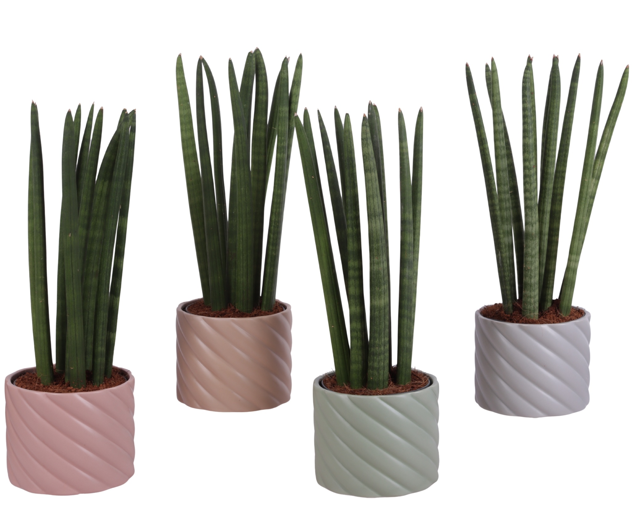 Sansevieria Cylindrica Straight 10 Leaf in Ø14cm Ceramic SE661, D 14 cm