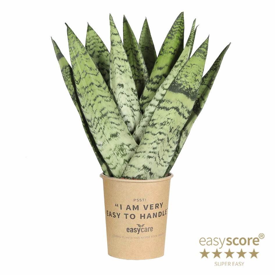 SANSEVIERIA MIX 31116000 Paper Cup, D 11