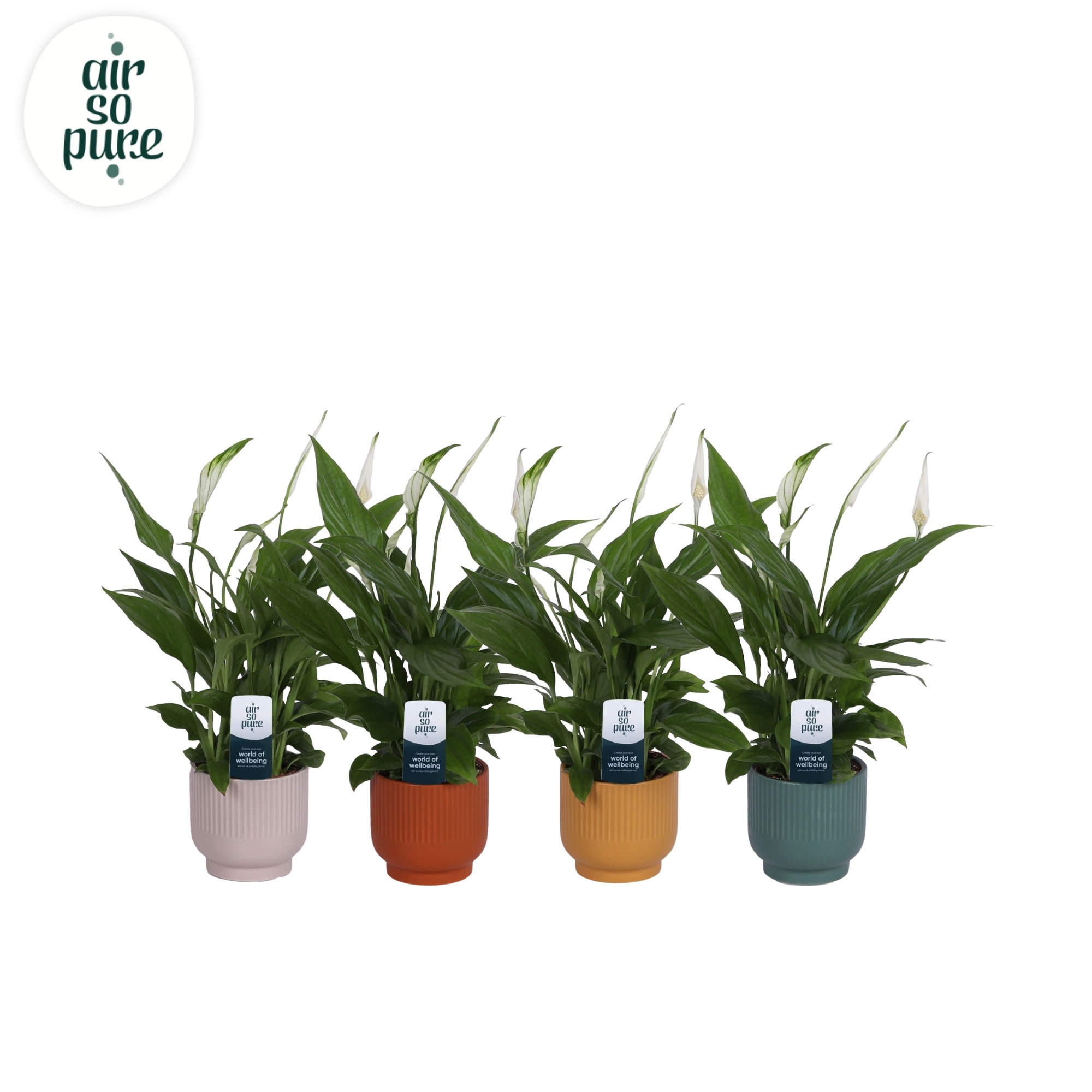 KP-879.1 - Spathiphyllum Pearl 9cm in ribbelpot op voetje, D 9 cm KP-879.1 - Spathiphyllum Pearl 9cm in ribbelpot op voetje, D 9 cm