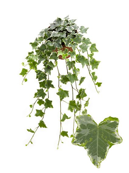 Mint Kolibri 13cm, D 13