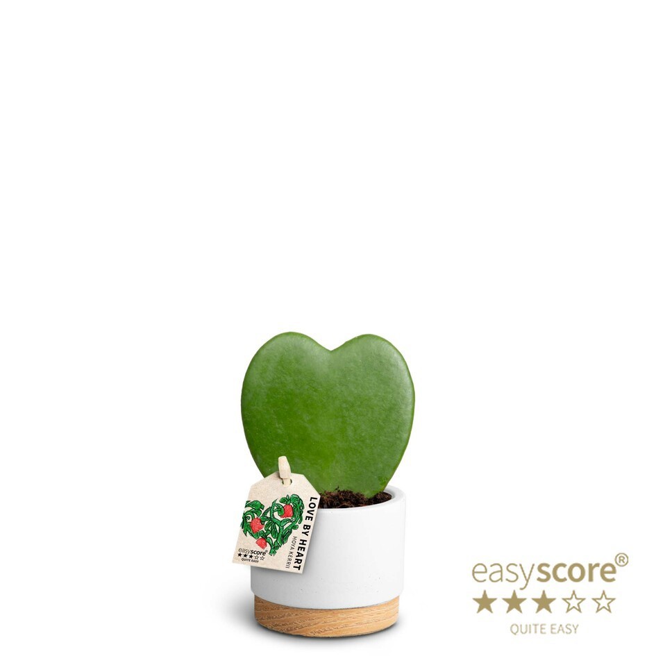 Woodbase White, Hoya kerrii, Single, D 7