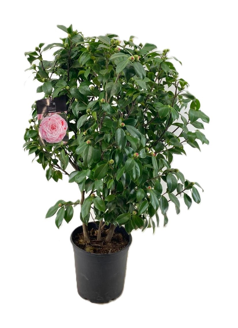 Camellia japonica, D 28