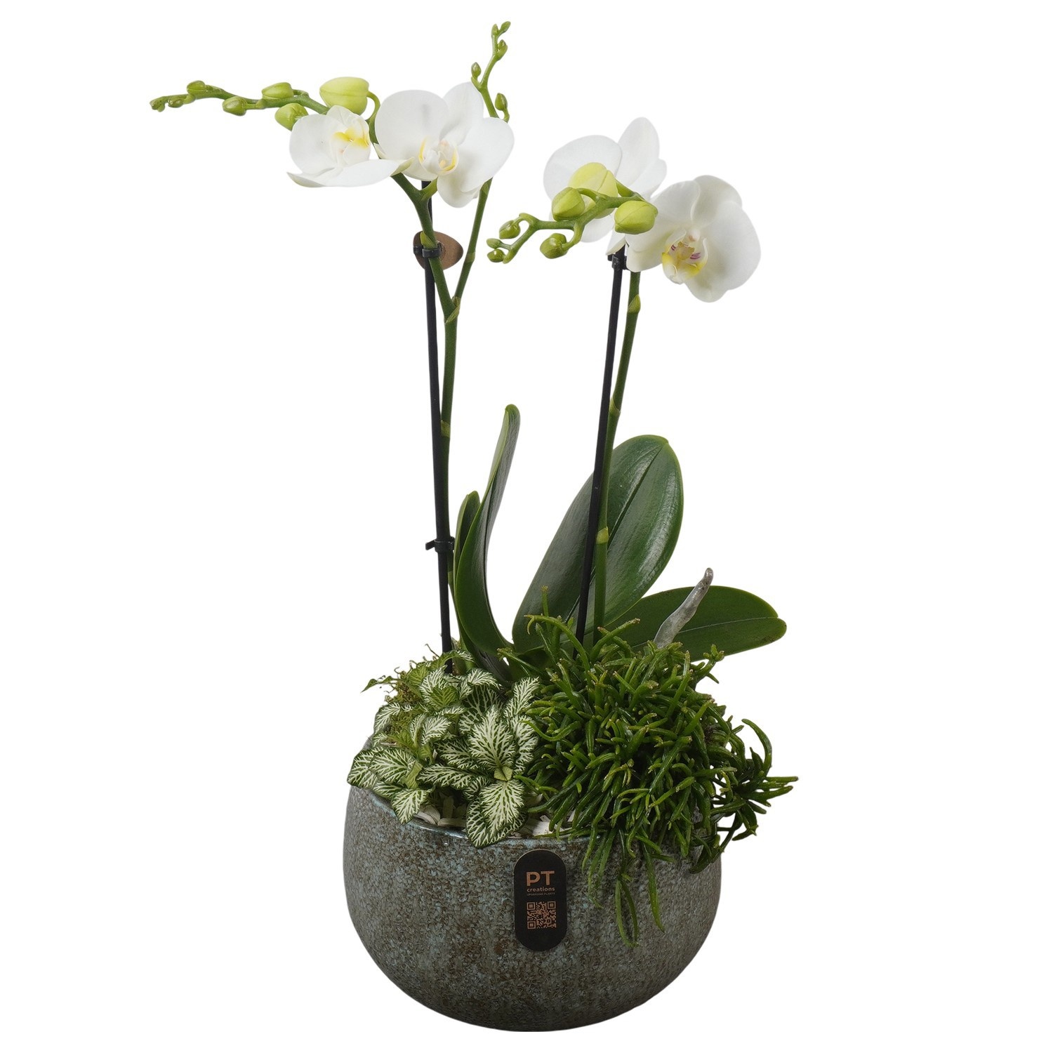 PTIB5331 Arrangement Indoor in keramiek schaal, D 19