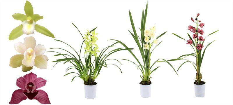 Cymbidium p09 mix 1T, D 9 cm