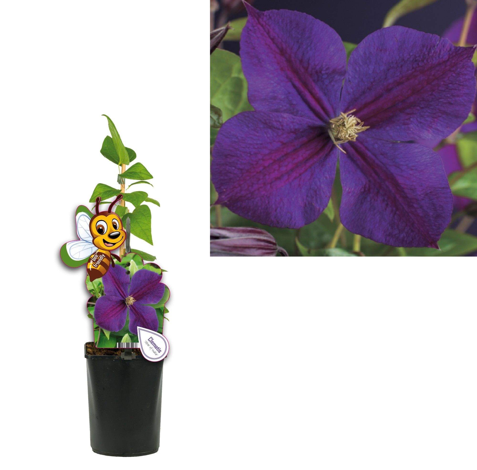 Clematis 'Star of India' +bee label, D 11