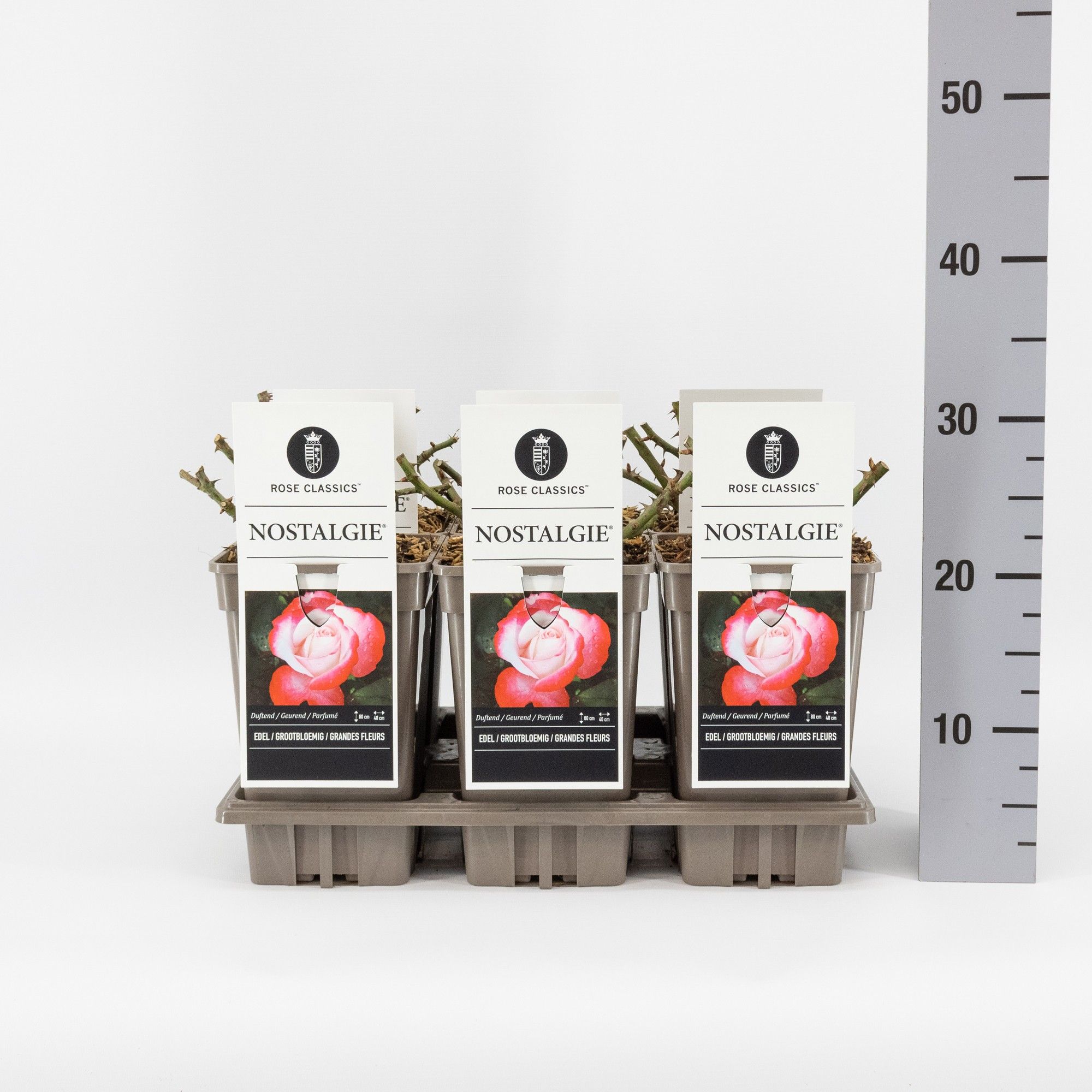 Rosa (TH) Nostalgie ®, C3, D 17 cm