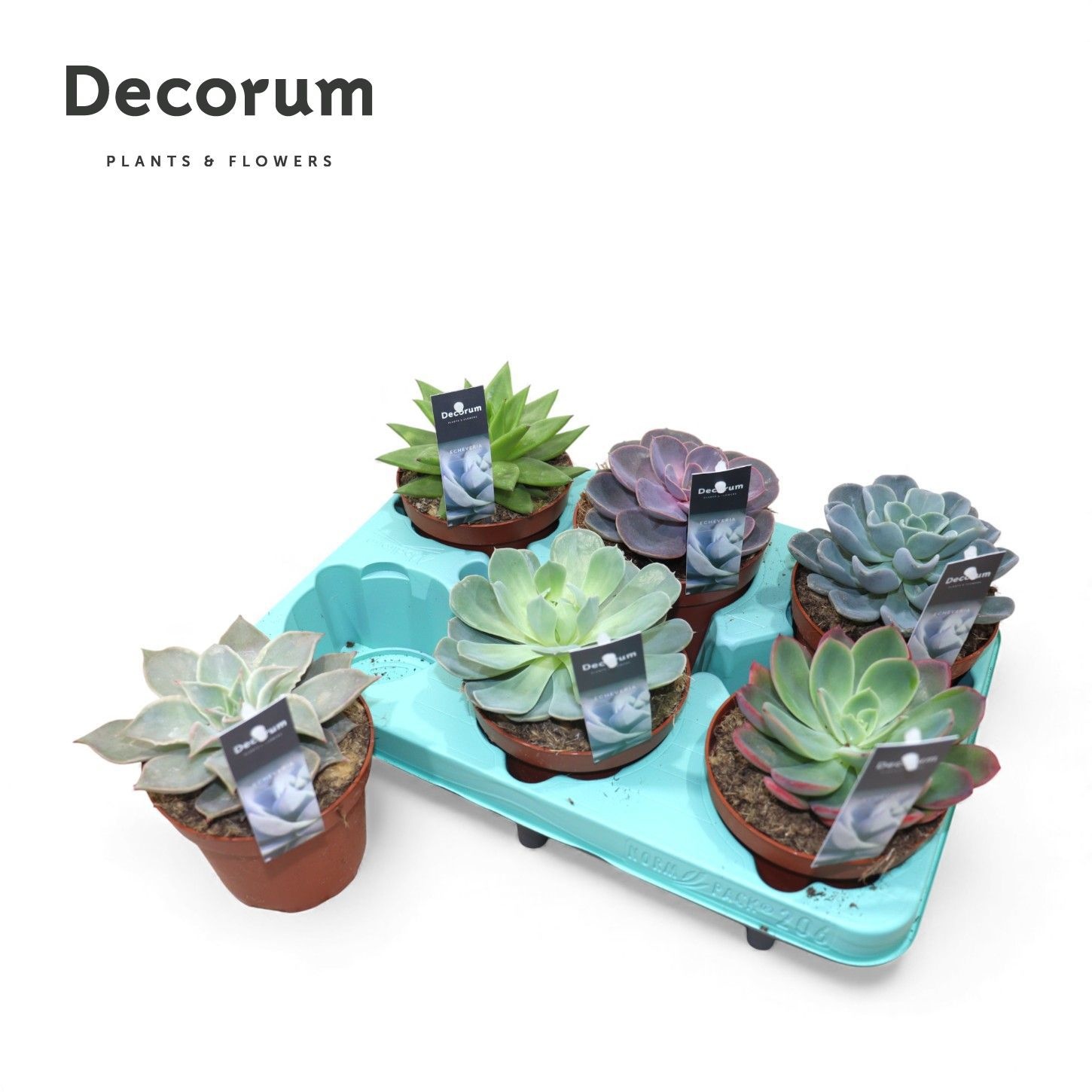 Echeveria Mix (Decorum), D 12