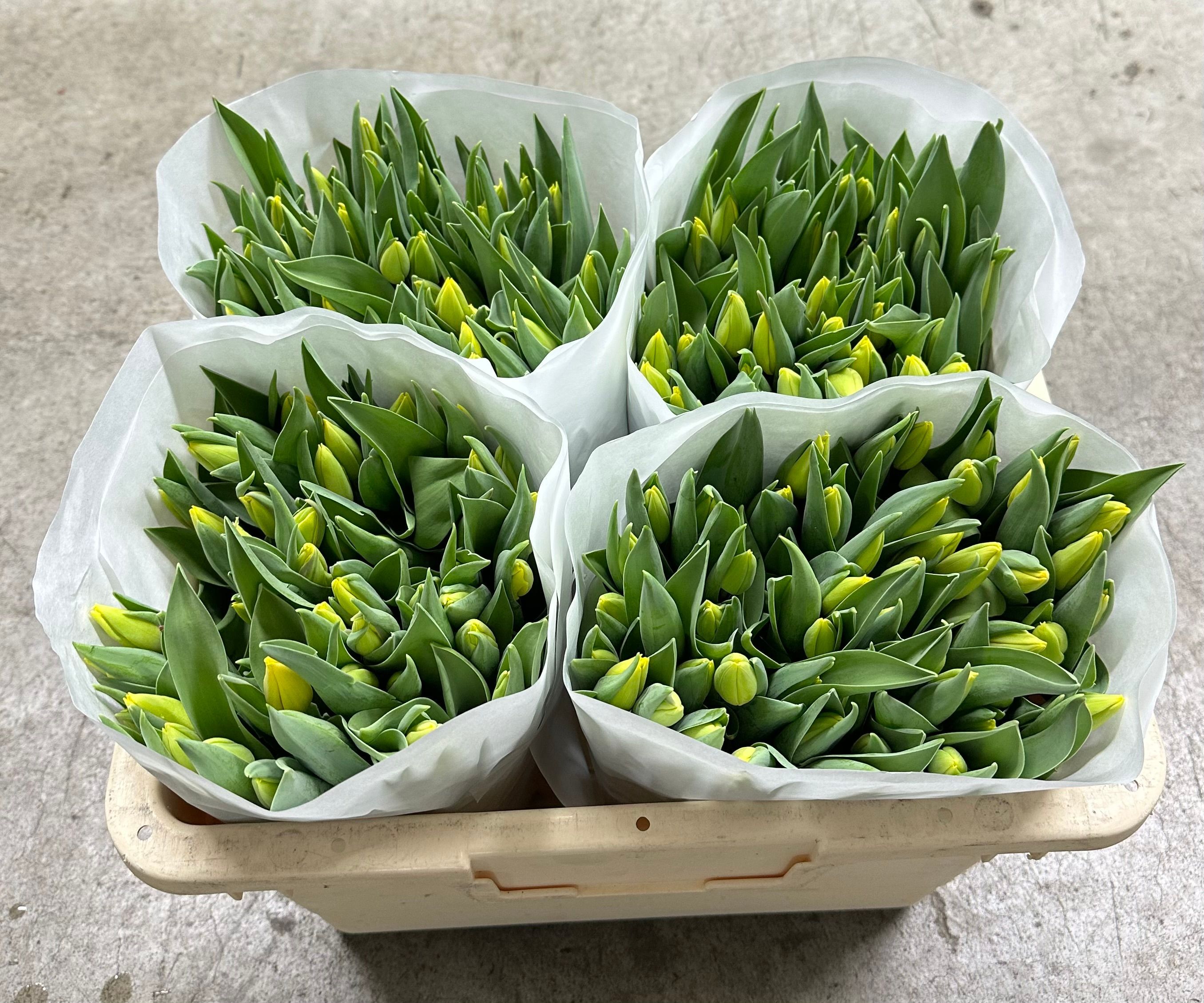 Тюльпан од. Еллоу Флайт (желт.), шт.