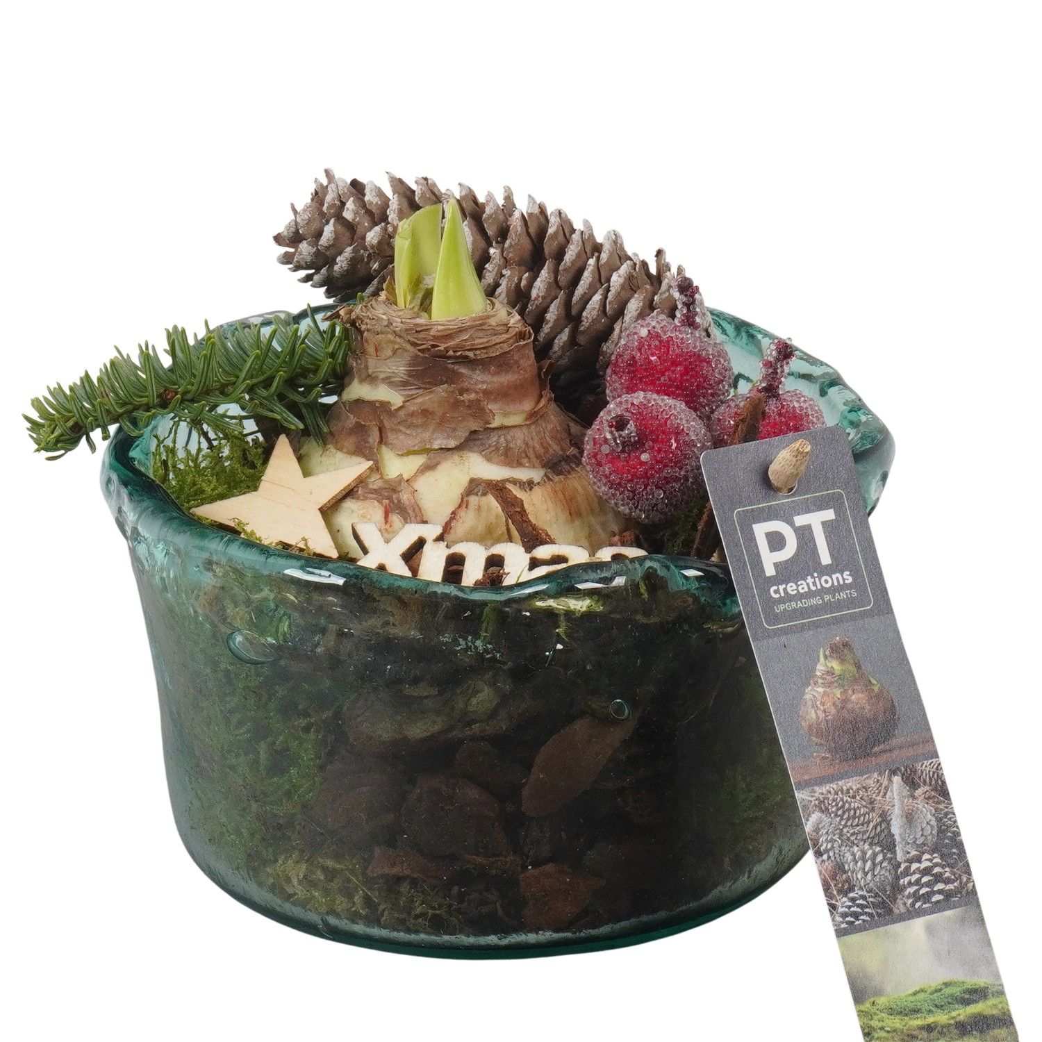 PTACH5939 Arrangement Amaryllis Christmas in glas schaal, D 14 cm