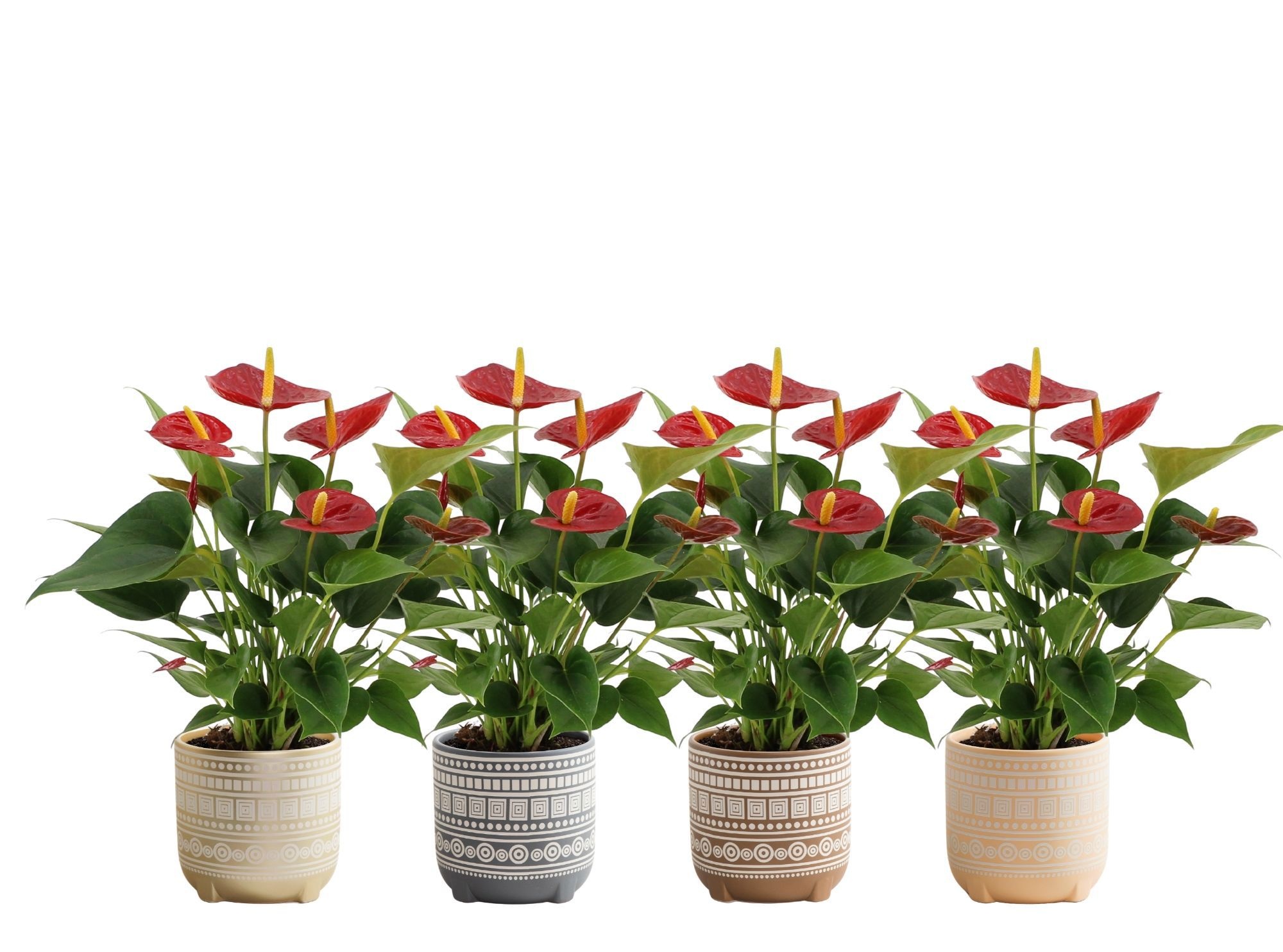 Anthurium Diamond Red in Neo ceramics, D 12