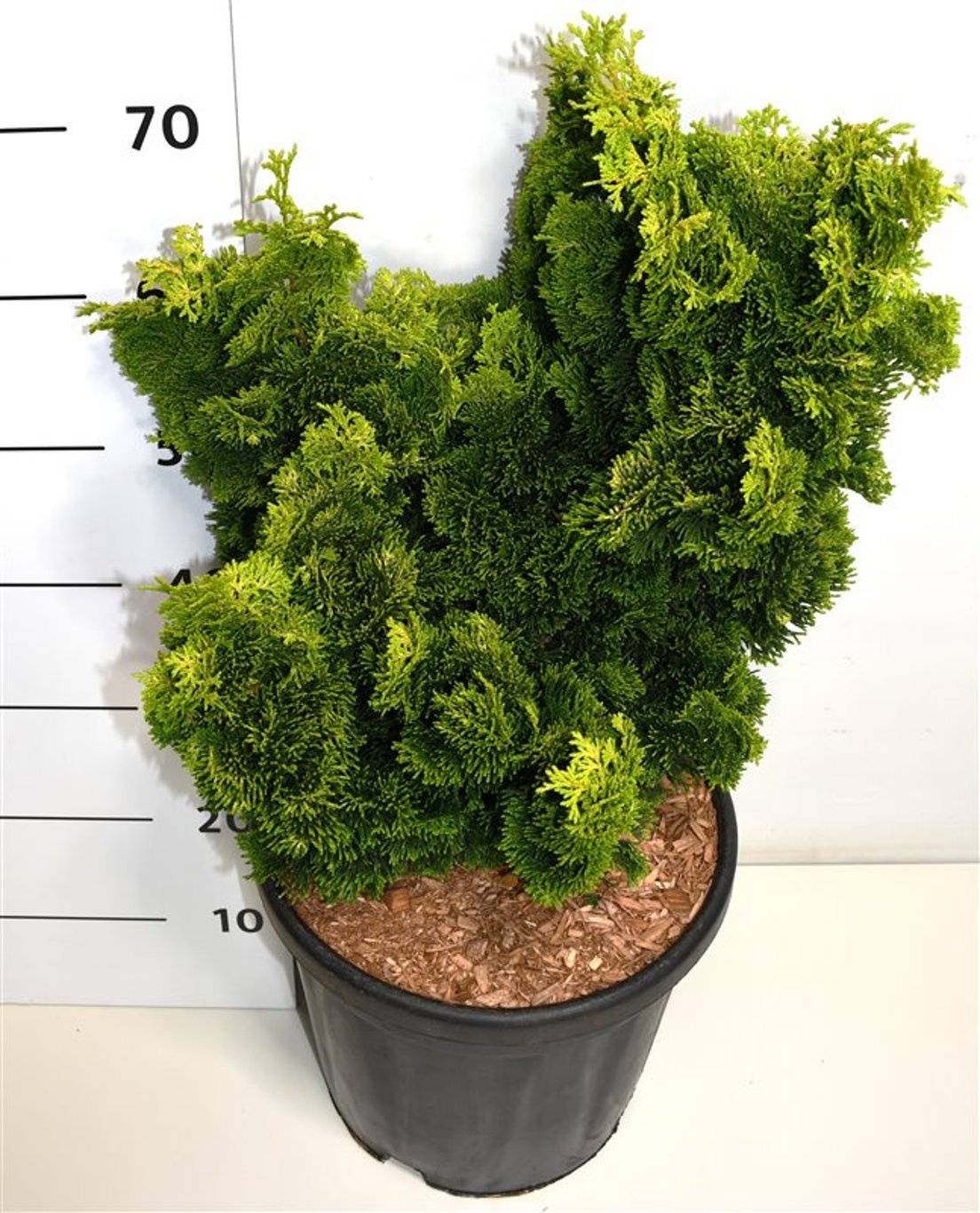 Chamaecyparis o. 'Aurora', D 38