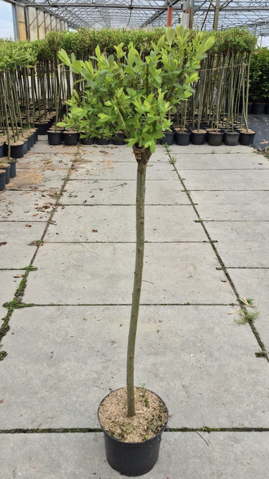 Salix int. 'Hakuro Nishiki' 80cm, D 23 cm