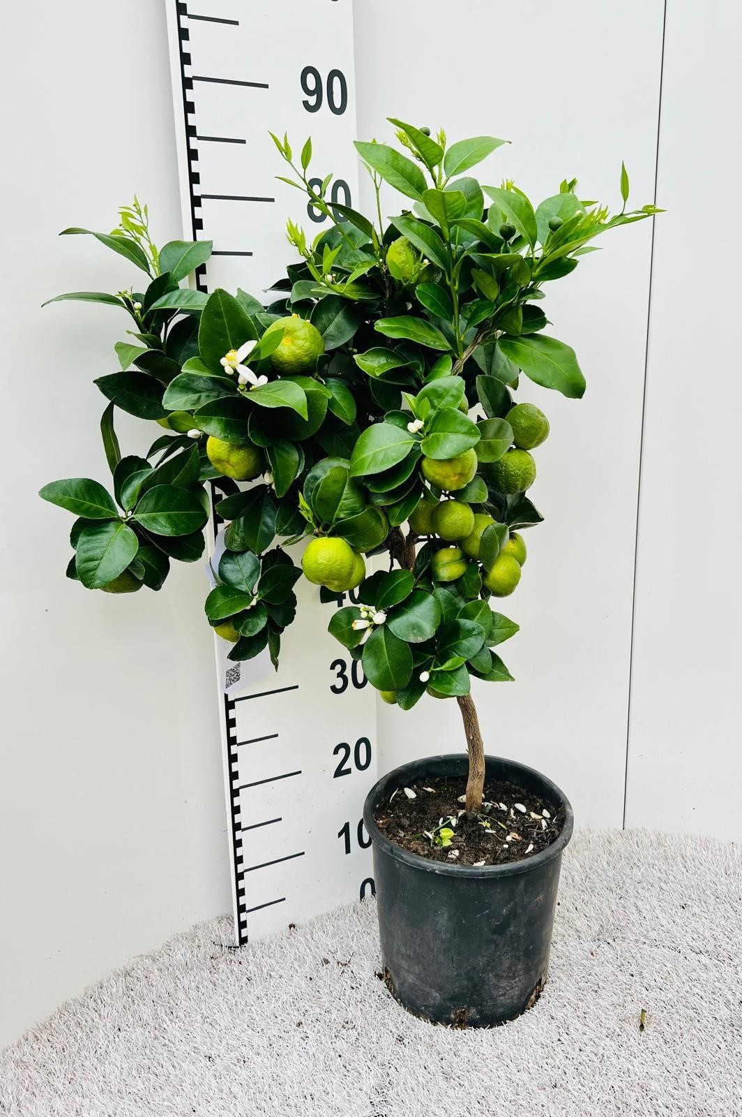 Citrus limetta Pursha-Lime on stem, D 21