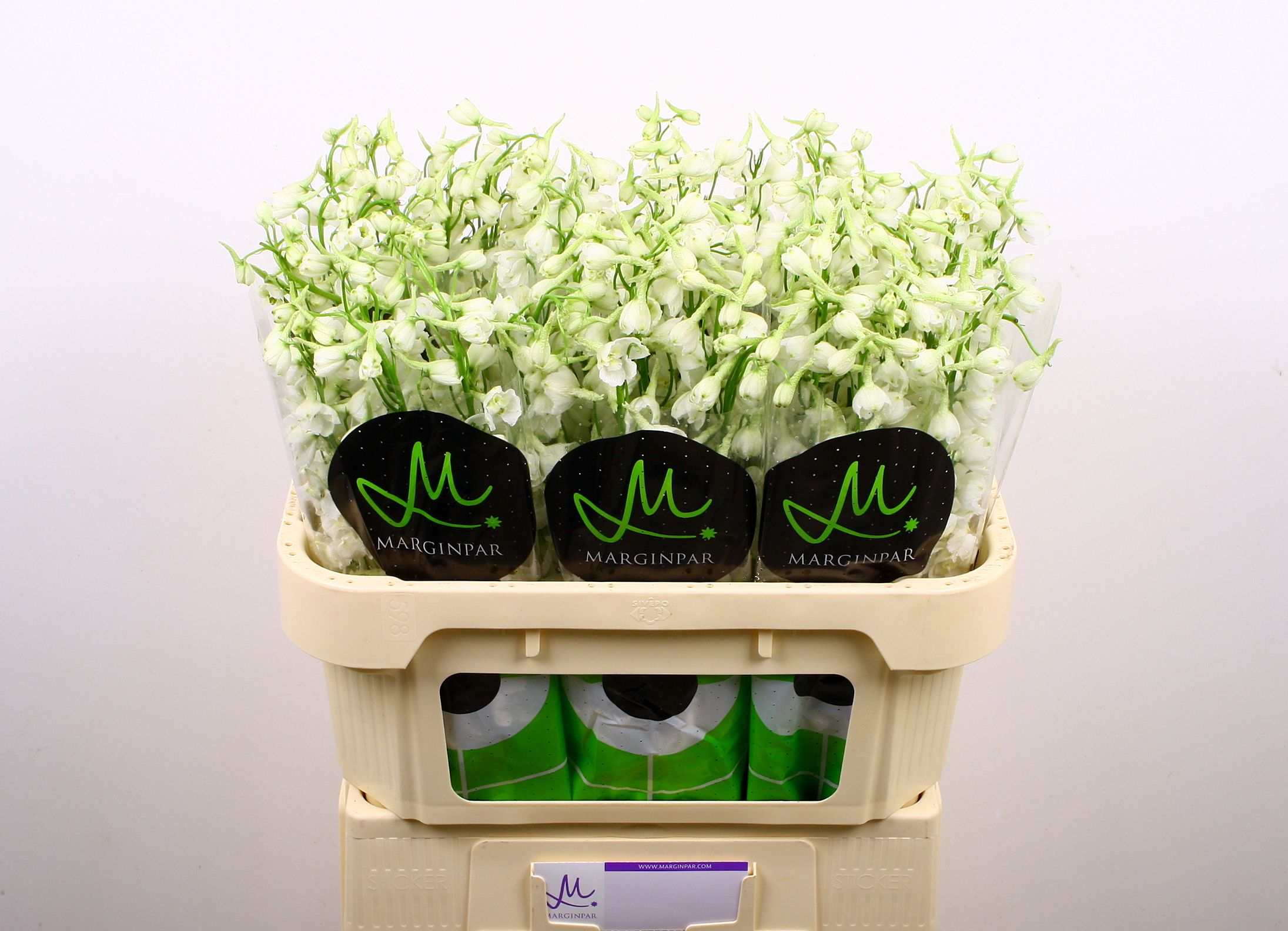 Дельфиниум од. Белла Андес Вайт 70, шт.