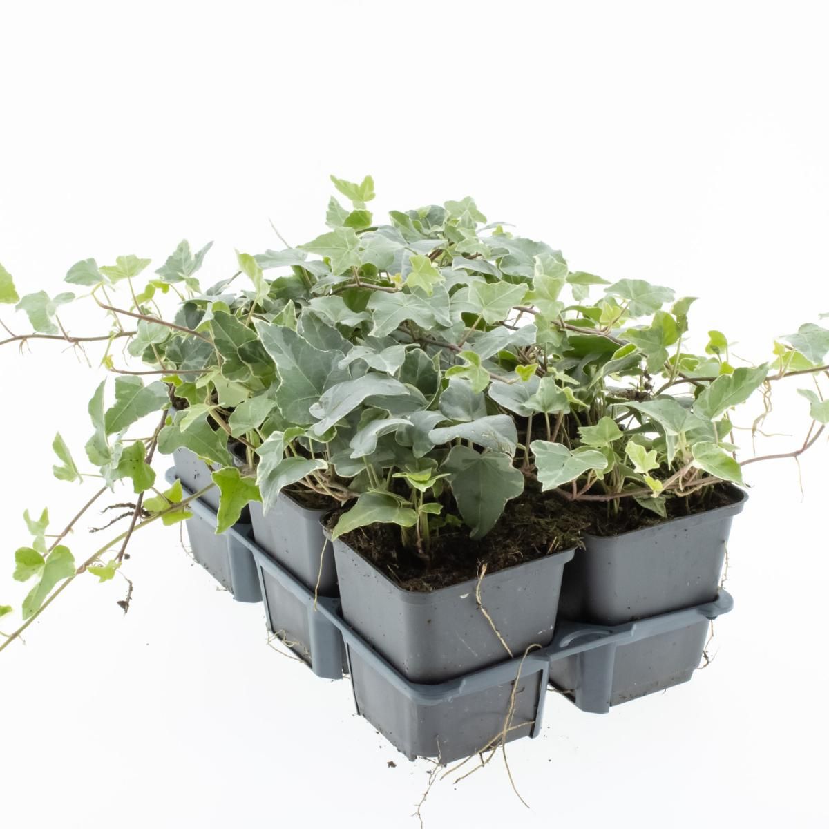 Hedera hel. 'Glacier', D 9