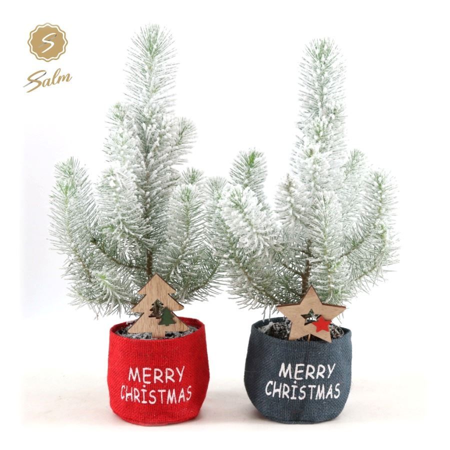 Pinus pinea 'Silver Crest' P10,5 in Bag X-mas Duo + Snow + Deco - Tree/Star, D 10,5 cm
