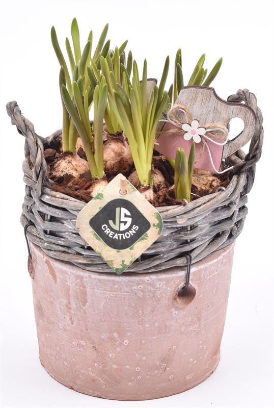 Wilg rand met terra pot 16cm, D 16