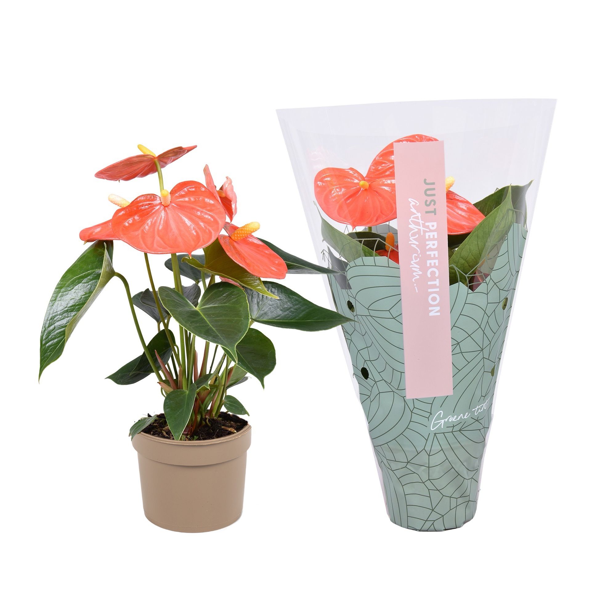 Anthurium Orange Champion ''Just perfection®'' (XL-Flowers), D 9