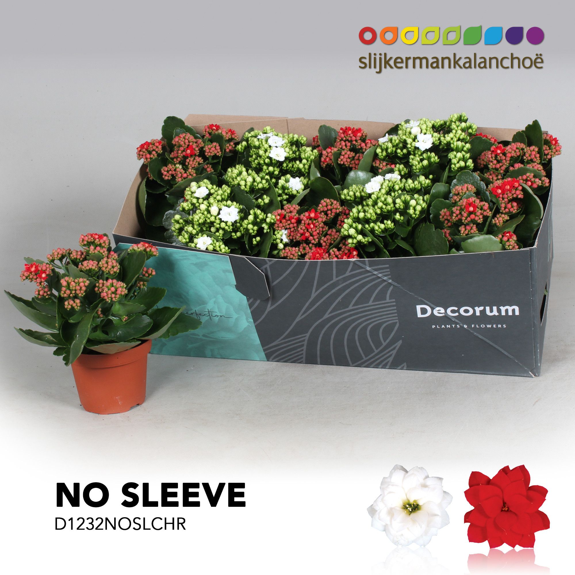 Kalanchoe No Sleeve - Christmas mix - kerst, D 12 cm