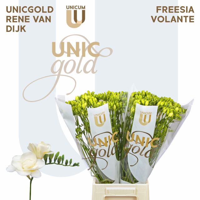 Фрезия дв. Воланте 55 (бел.), шт.