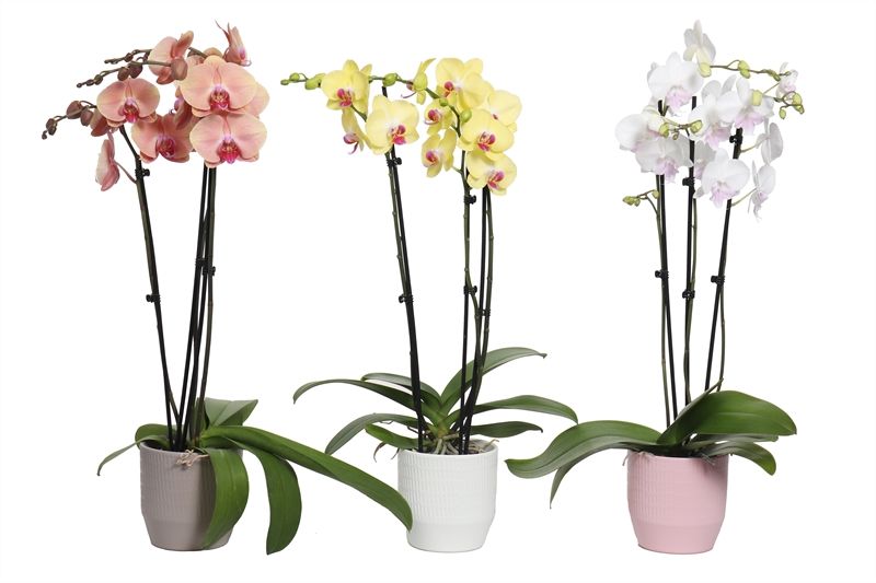 Tirza p12 scores mix Phal mix 3T18+, D 12