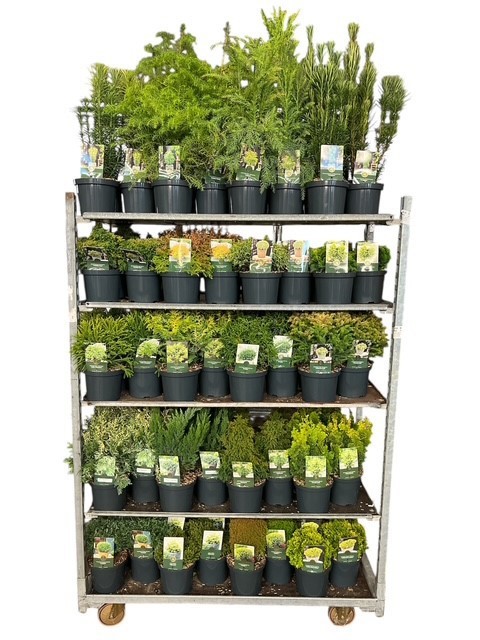 Coniferen Exclusief Mix C2,5, D 18