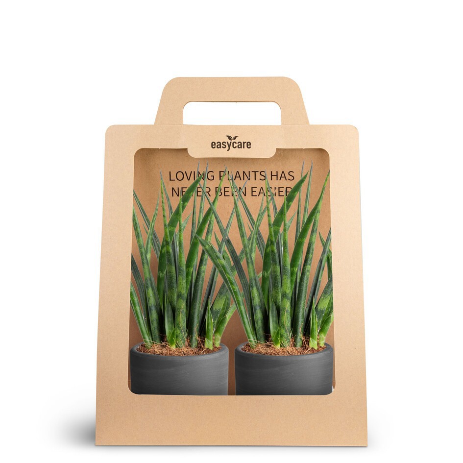 SANSEVIERIA 30690001 2-Pack Raw Bl., D 7 cm