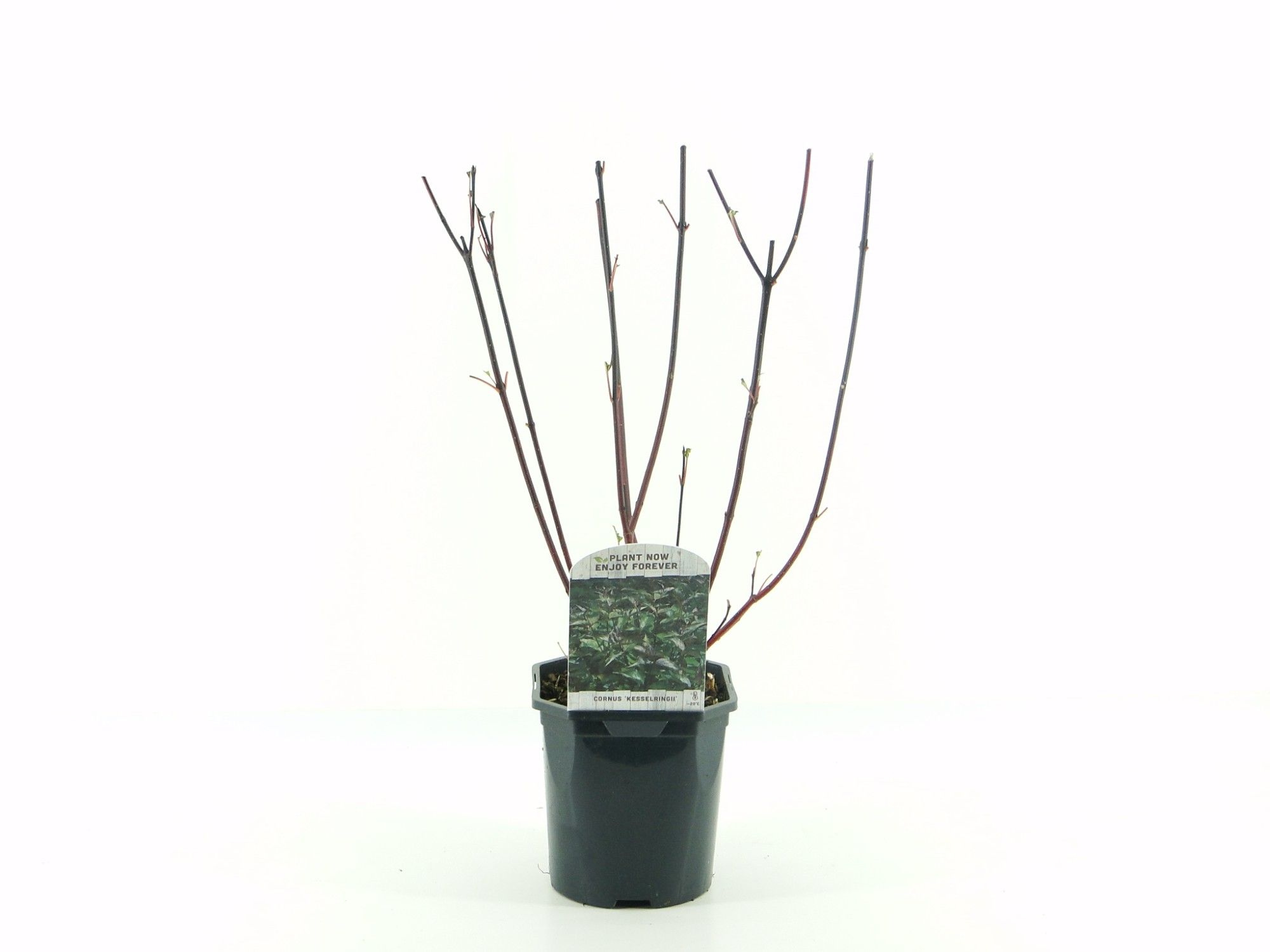 Cornus alba Kesselringii, D 17 cm