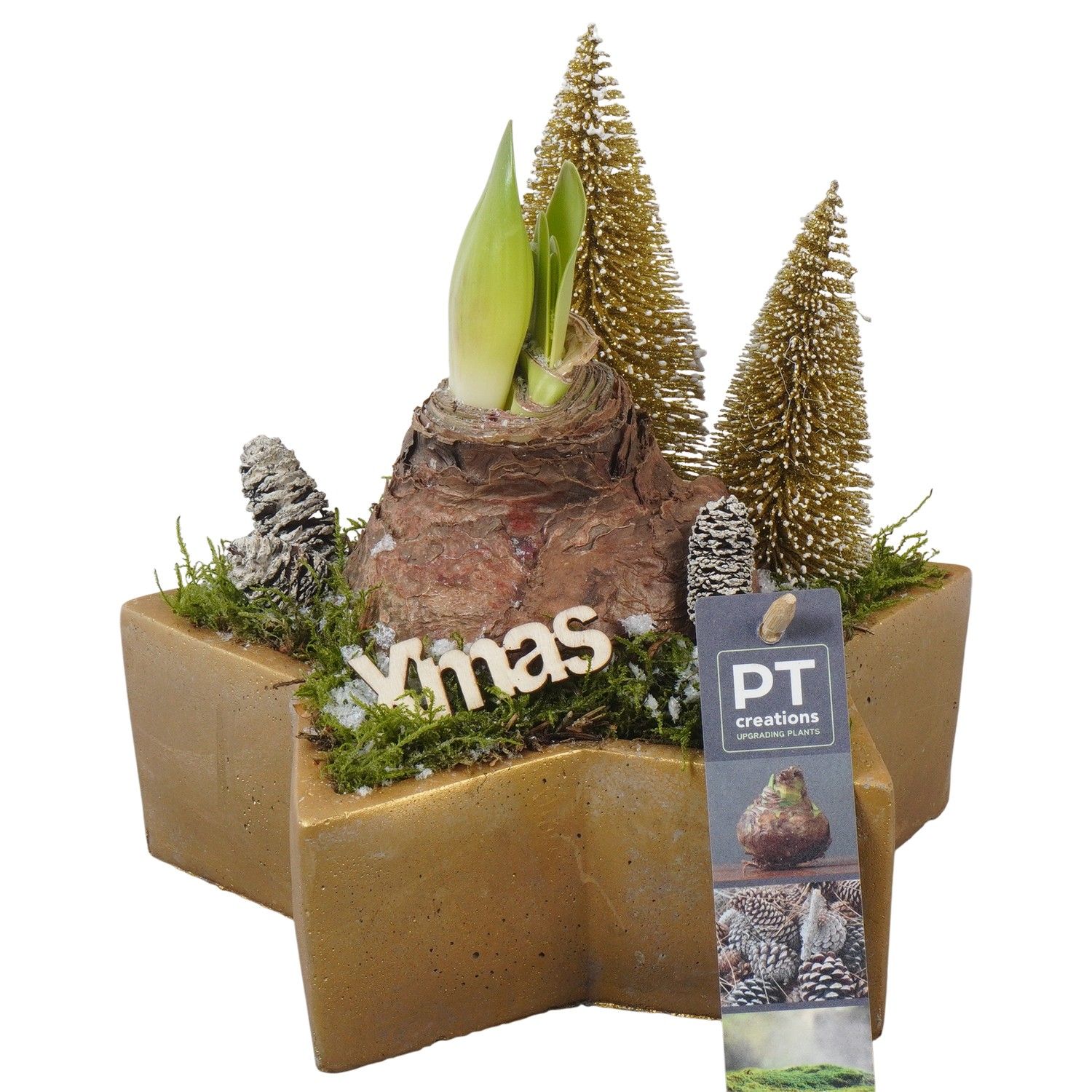 PTACH5840 Arrangement Amaryllis Christmas in beton pot in stervorm, D 20 cm PTACH5840 Arrangement Amaryllis Christmas in beton pot in stervorm, D 20 cm