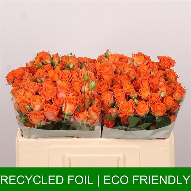 Роза куст. Пиканто 50, шт.