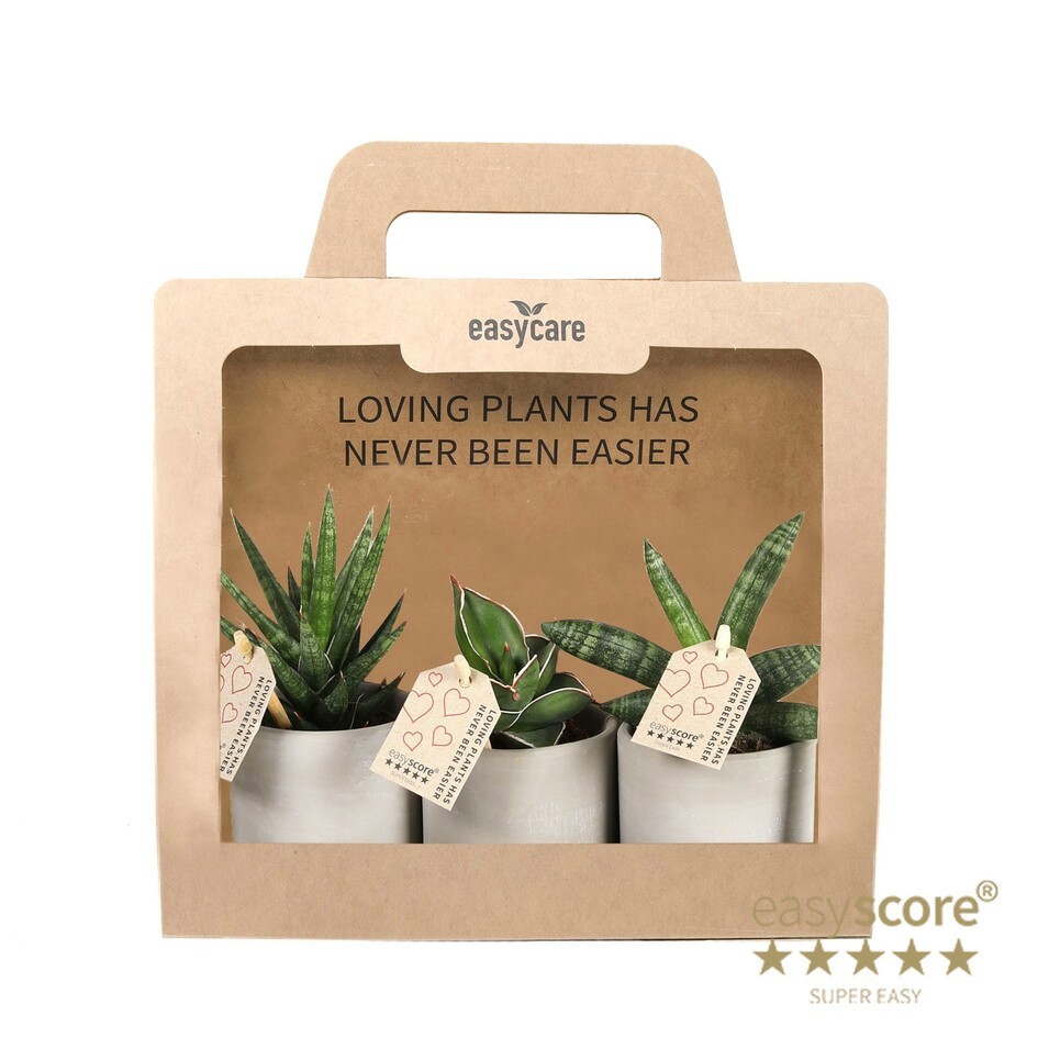 GREEN MIX 40690102 3-Pack Raw, D 7 cm