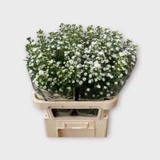 Астер Помпон 85, шт.