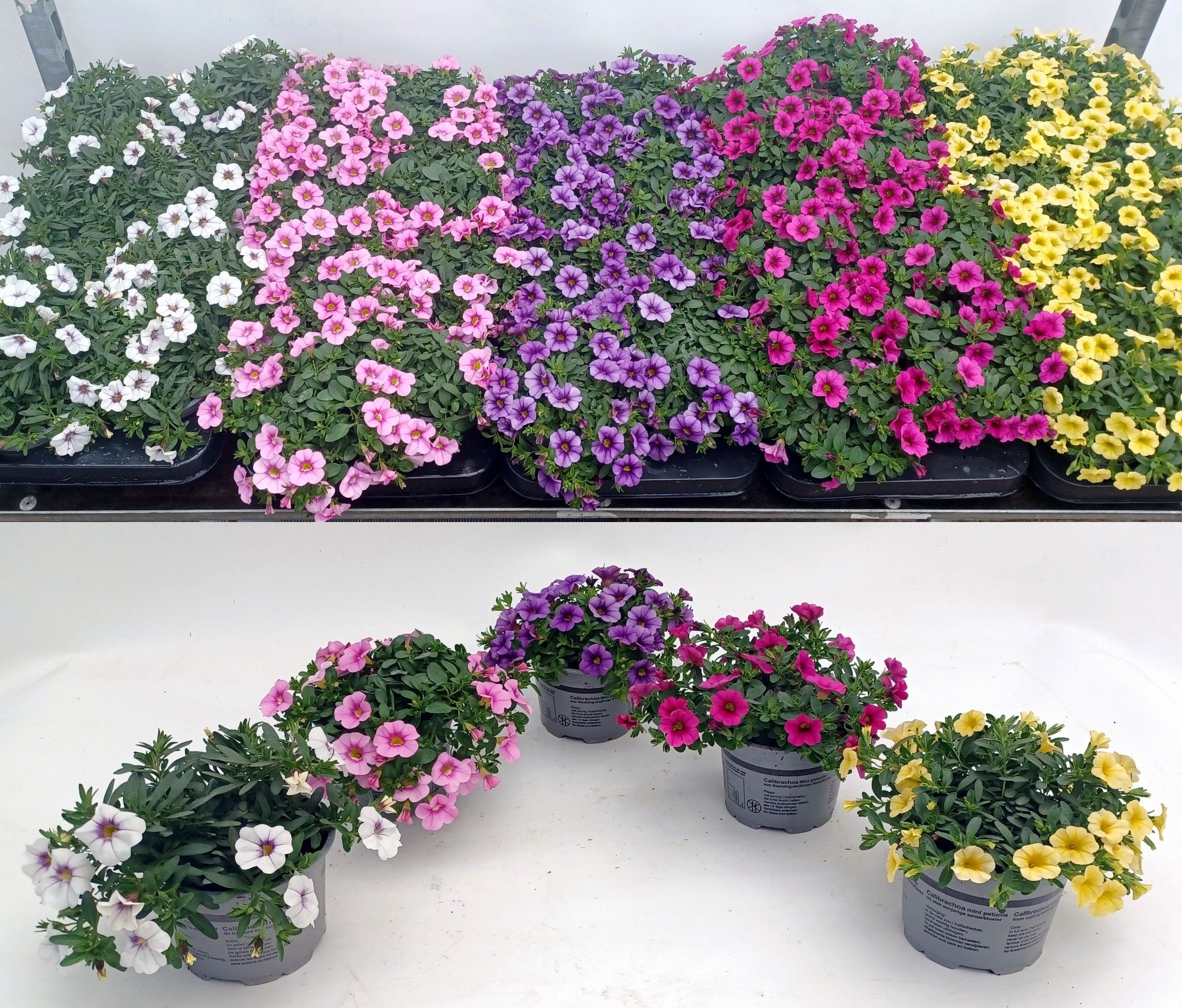 Calibrachoa gem mixlaag kleur/tray, D 12