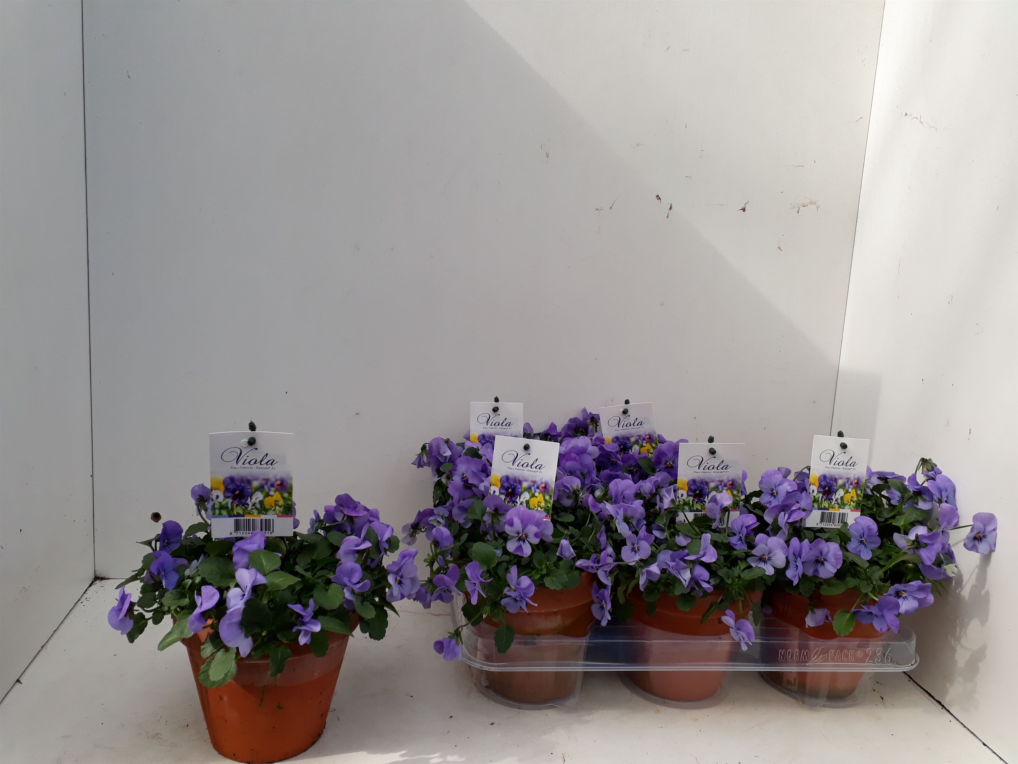 Viola Endurio F1 in p13 stenen pot Sky Blue, D 13