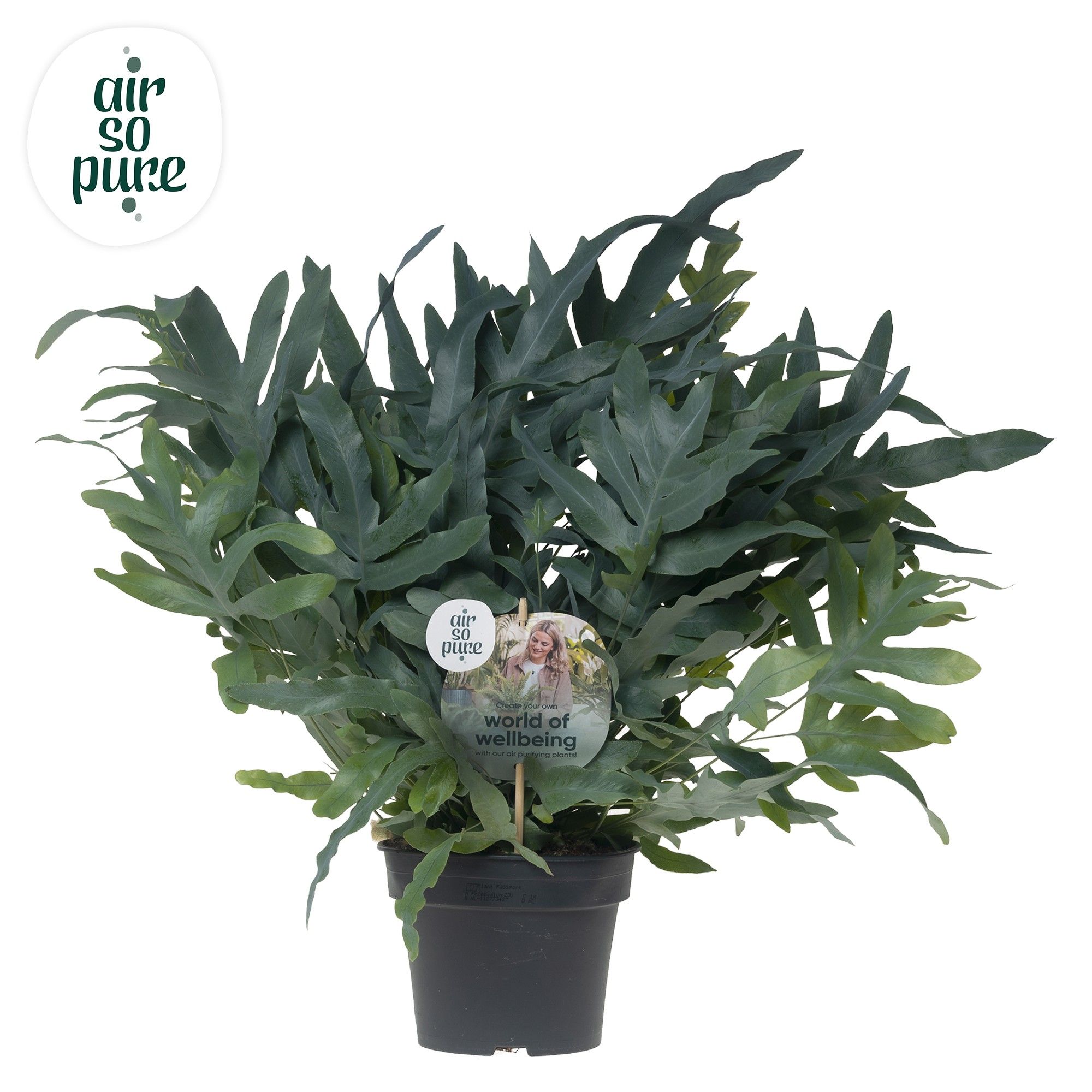 Phlebodium 'Blue Fern' - Air So Pure Disc, D 17