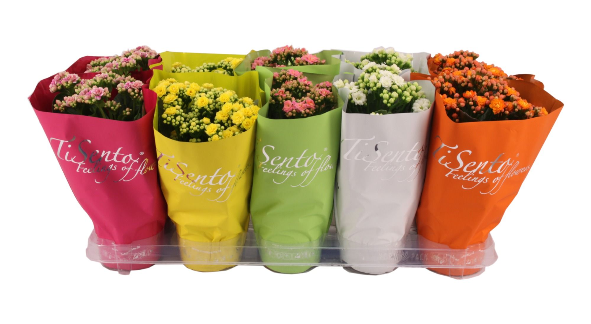 Calandiva 12 cm - Lente, D 12