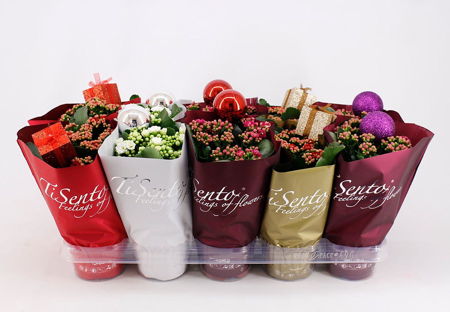 Calandiva 12 cm - Petra, D 12