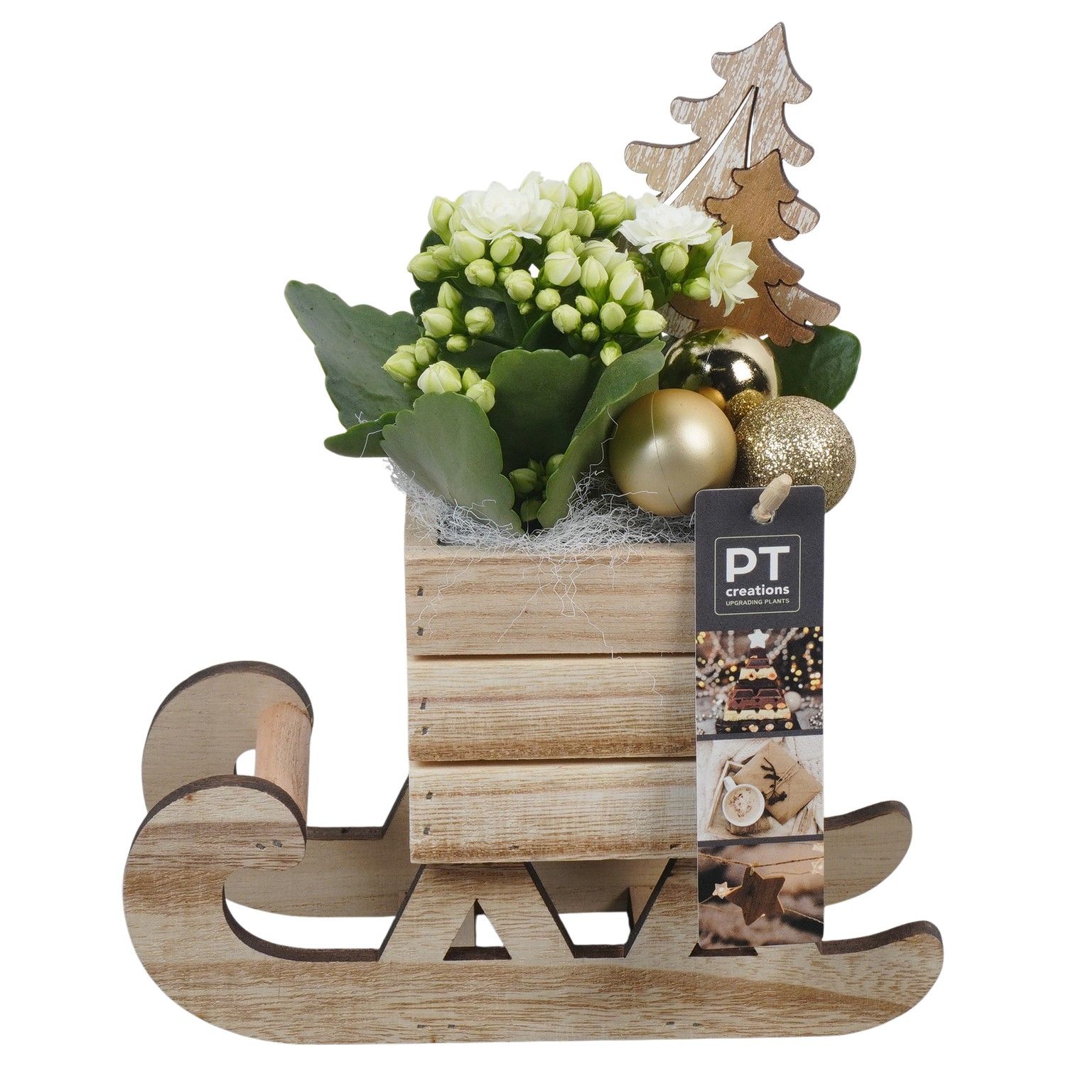 PTCHG5696 Arrangement Christmas Gold in houten slee, D 20 cm