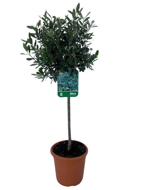 Olea europaea - op stam, D 21