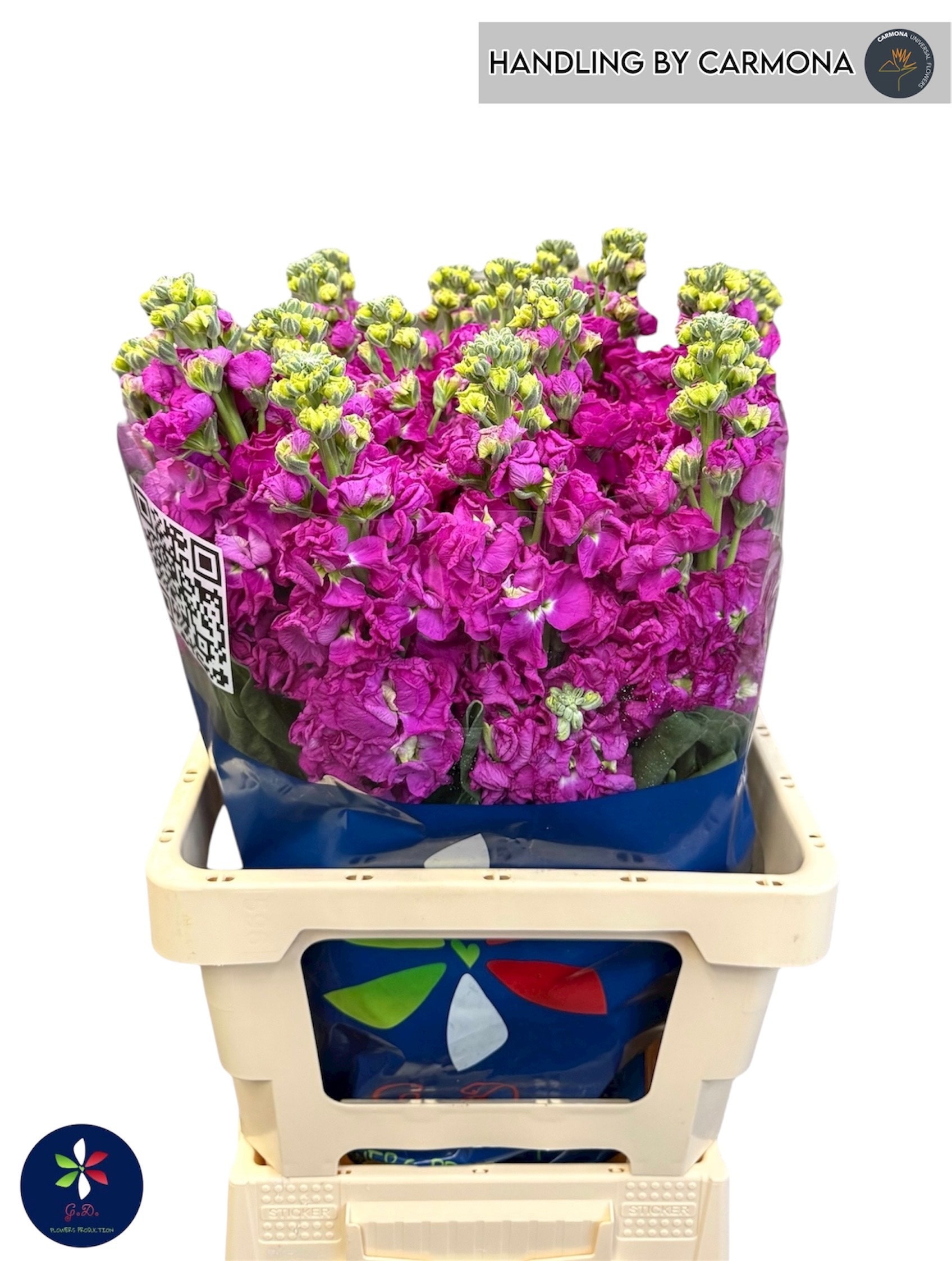 Маттиола од. Айрон Роуз 65, шт. Маттиола од. Айрон Роуз 65, шт.