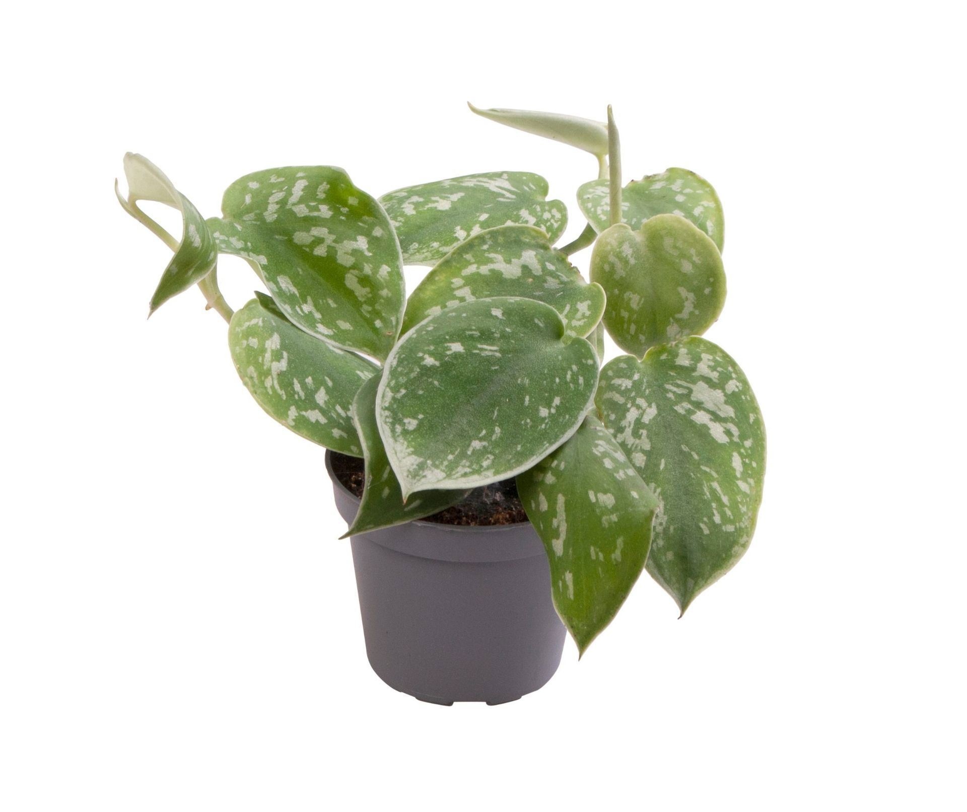 Philodendron Scandens Pictus, D 6