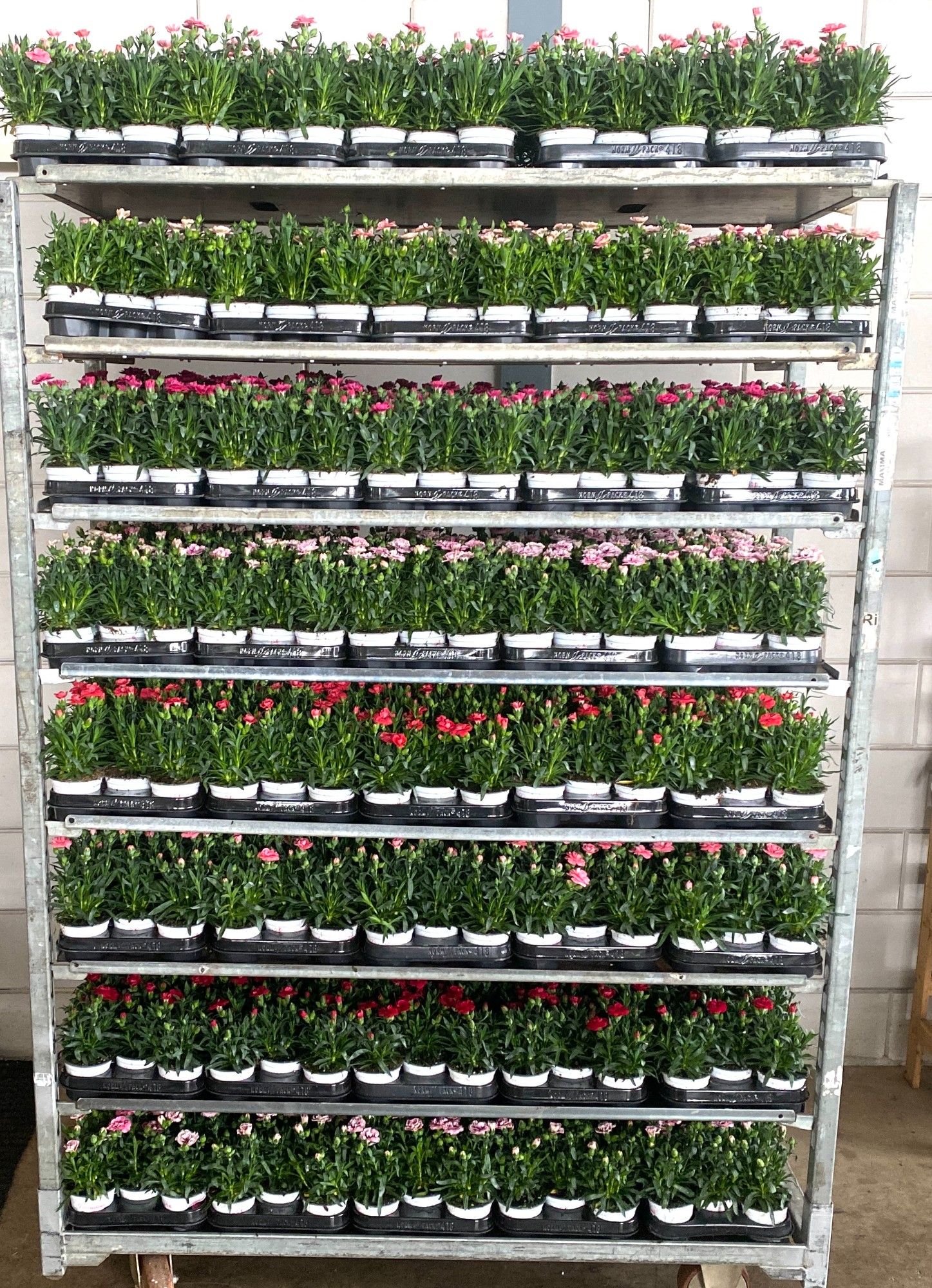 dianthus mixkar 6 kleur, D 9