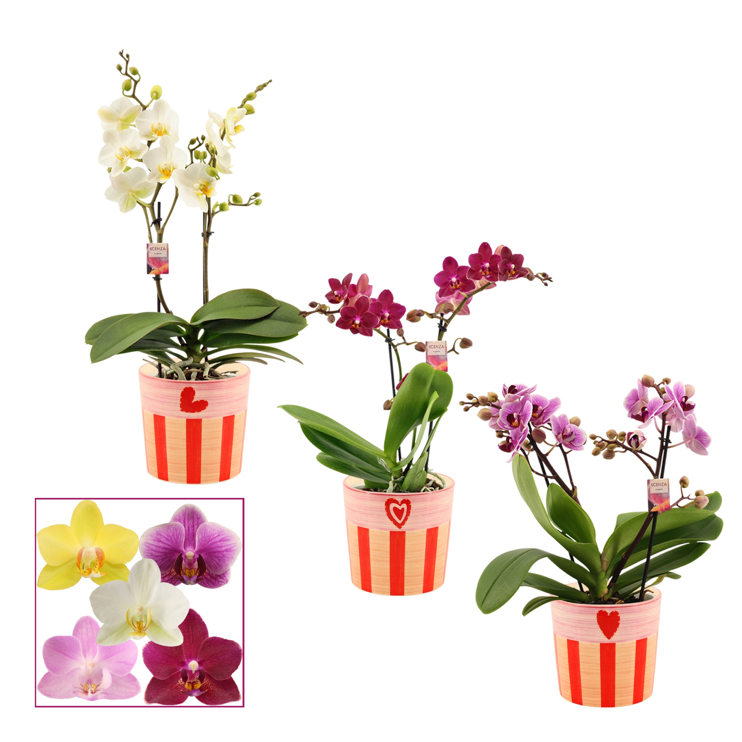 Phalaenopsis multiflora 2 tak mix in Romée (Sympathetic moods-co, D 12
