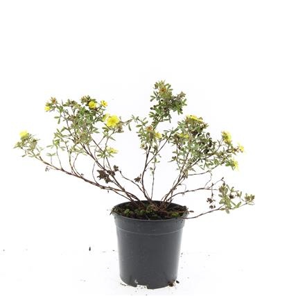 Potentilla f. 'Elizabeth', D 14 cm