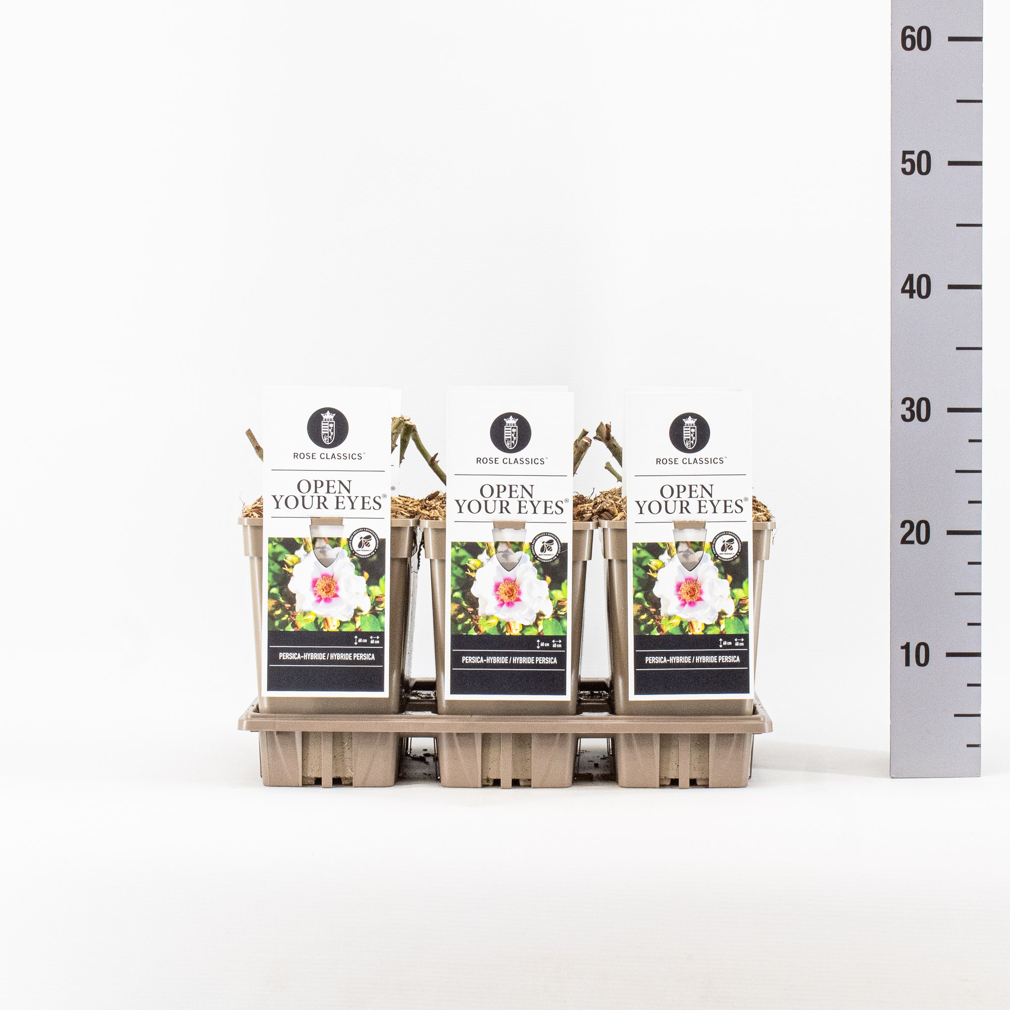 Rosa (Persica), Open your Eyes ®, C3, D 17 cm