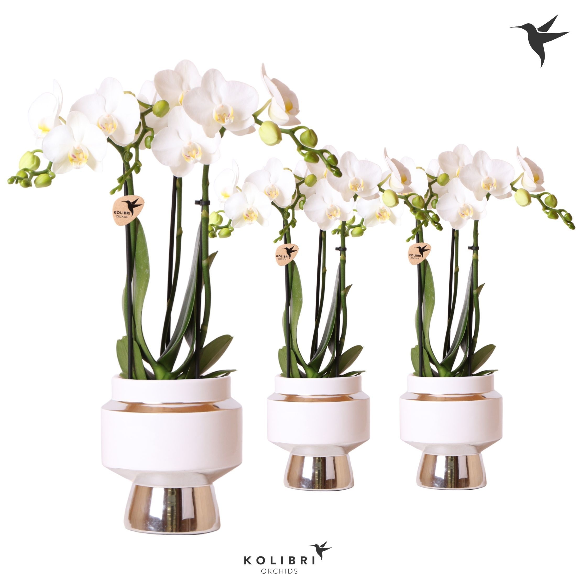 Kolibri Orchids Phalaenopsis white 3 spike in Le Chic pot silver, D 9