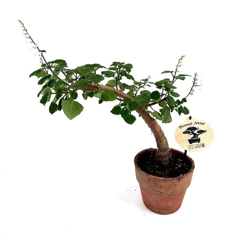 PLECTRANTHUS ERNSTII, D 14